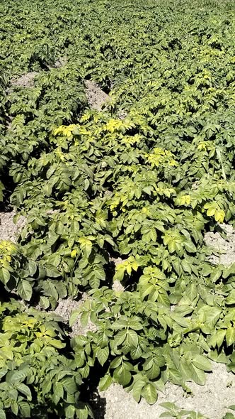 ما نوع الاصابه والعلاج لو سمحت